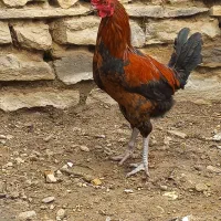 خروس گلین ودورگه