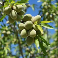 تخفیف ویژه انواع نهال گردو و نهالهای دیگر|خدمات باغبانی و درختکاری|نورآباد, |دیوار