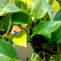 رشد انفجاری پتوس|گل و گیاه طبیعی|اهواز, گلستان|دیوار