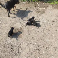 سگ روتوایلر اصل