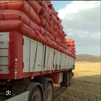 کاه نرم تازه سفید  بدون خاک بیده خشک