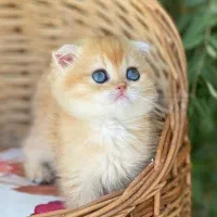 نژادهای اصیل گربه را از ما بخواهید