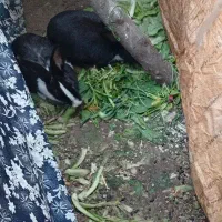 قبول نگهداری از خرگوش شما