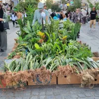 فروشنده گل و گیاه آپارتمانی|استخدام بازاریابی و فروش|رشت, چله خانه|دیوار