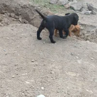 سگ پاکوتاه اصل|سگ|سیمین شهر, |دیوار