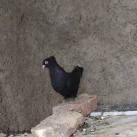 کبوتر ماده زاغ آبادانی