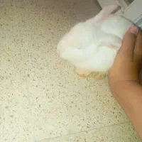حیوان خانگی خرگوش