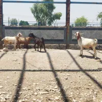 4عدد بز  اول کامل بخون