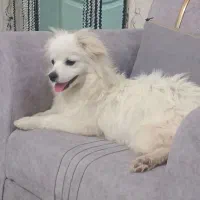 سگ پاور اشپیتز ماده