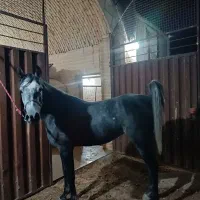 فروش بز سانن ومیش اسفریزین ومیش رومانف اسب وسگ|حیوانات مزرعه|اردکان, |دیوار