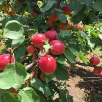 تولید کننده ارقام نهال زردآلو شناسه دار