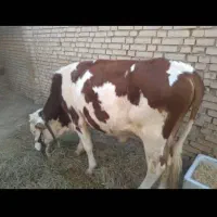 گاونر آلمانی