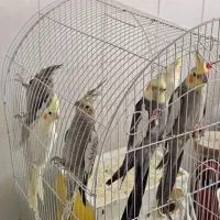 عروس هلندی
