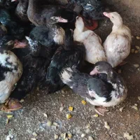 سلام‌اوردک‌دانی‌۲۵۰هزار