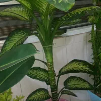 فروش گلهای دیفن|گل و گیاه طبیعی|فارسان, |دیوار