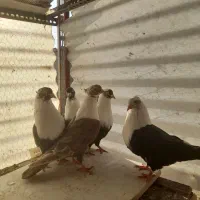 کفتر کلاغ|پرنده|مشهد, گلبرگ شمالی|دیوار