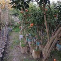 فروش نهال در پایه های ملو نارنج|خدمات باغبانی و درختکاری|گتاب, |دیوار