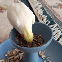 فروش یک جفت عروس هلندی نر و ماده|پرنده|کوهدشت, |دیوار