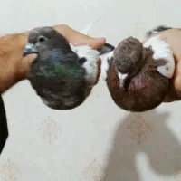 کفتر|پرنده|زرند, |دیوار