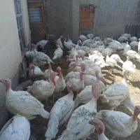 بوقلمون بیوتی گوشتی ارگانیک|حیوانات مزرعه|آق قلا, |دیوار