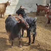 بز جوان دونه ای 4800|حیوانات مزرعه|مرودشت, پشت سایپا‎|دیوار