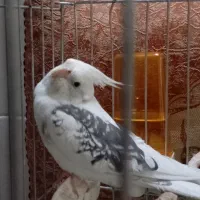 عروس هلندی گمشده