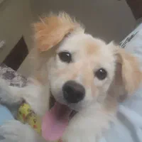 سگ اشپیتز ماده|سگ|اندیشه, شهرک صدف|دیوار