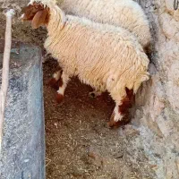 ۱رس میش بره بزرگ دوباره آبستن فروشی