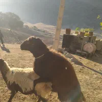 یک راس قوچ قزل افشار شیره دار|حیوانات مزرعه|پاپی, |دیوار