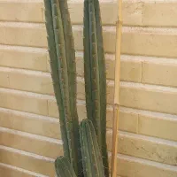 کاکتوس سرئوس مناسب ویترین مغازه