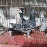 کفتر پلاکی تیر|پرنده|کوه چنار, |دیوار