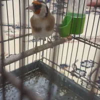 سهر نر جوجه قفس|پرنده|ملارد, |دیوار