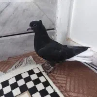 کبوتر مفلق سیاه دم سفید ۱۳ دم پرشی