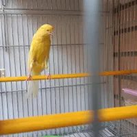 جفت رسمی بلند
