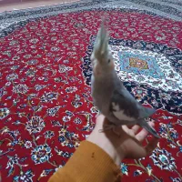 یک عدد عروس هلندی سینامون اواز خان