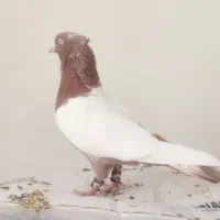 کبوترسینه‌سرخ کل دمی