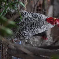 تخم نطفه دار امروک