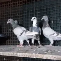 پلاکی و رنگی|پرنده|شیراز, شهرک گلستان شمالی|دیوار