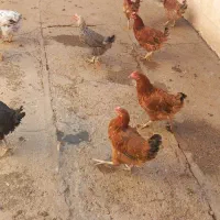 مرغ|حیوانات مزرعه|زاغه, |دیوار