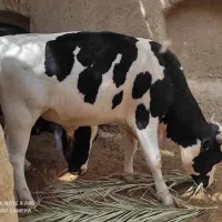 گاو نر درشت و سالم - مناسب پروار بندی