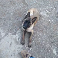 سگ مالینویز ۶ماهه اصیل ماده عکس ا ماهگیش هم هست