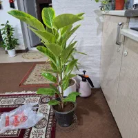 گلدان فیکوس ابلق پرتقالی|گل و گیاه طبیعی|شاهینشهر, شهرک امام رضا|دیوار