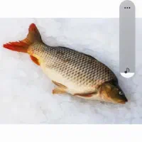 ماهی کپور
