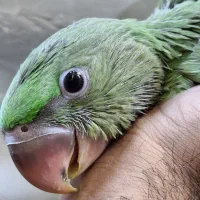 شاه طوطی اسکندر