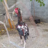 لاری