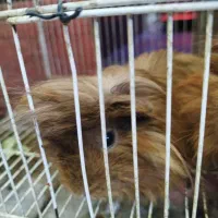 خوکچه هندی فشن یک جفت|موش و خرگوش|مشهد, عامل|دیوار