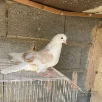 کبوتریرانی|پرنده|میناب, |دیوار