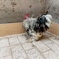 خروس کوشین