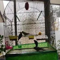 دو جفت مرغ عشق سالم و سرحال همراه با قفس و دونه|پرنده|شاهین‌شهر, شهرک سایت|دیوار