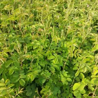 گل محمدی گلاب گیری